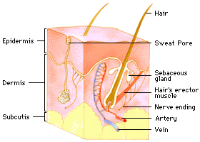 Hair Follicle Picture